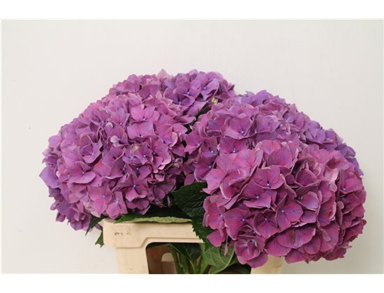 Hortenzija M Glowing Alps Purple c2046
