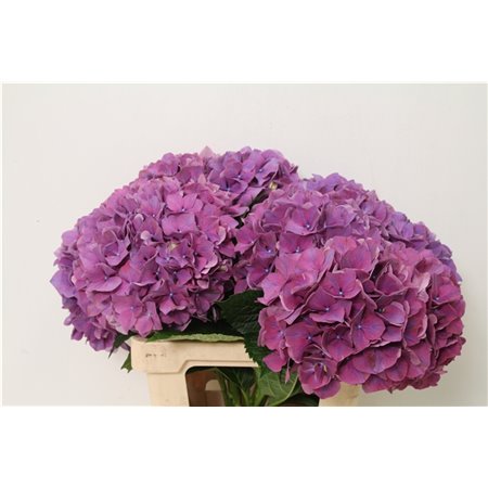 Hortenzija M Glowing Alps Purple c2046
