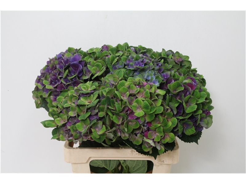 Hortenzija M Mag Charlotte Blue c2051