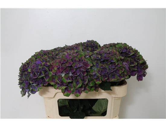 Hortenzija M Mag Charlotte Blue c2052