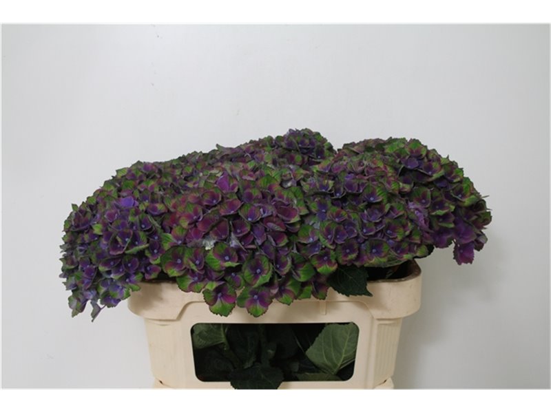 Hortenzija M Mag Charlotte Blue c2052