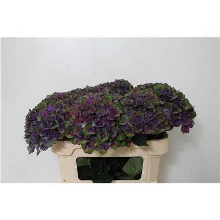 Hortenzija M Mag Charlotte Blue c2052