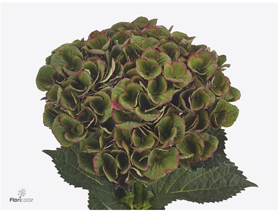 Hortenzija M Mag Charlotte Classic c2053