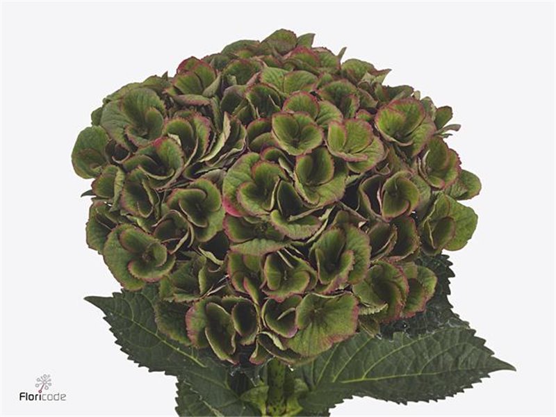 Hortenzija M Mag Charlotte Classic c2053