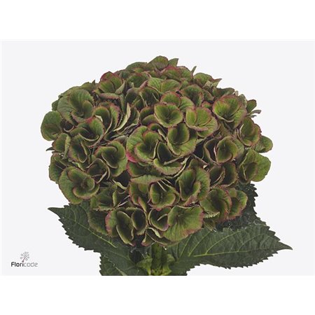 Hortenzija M Mag Charlotte Classic c2053