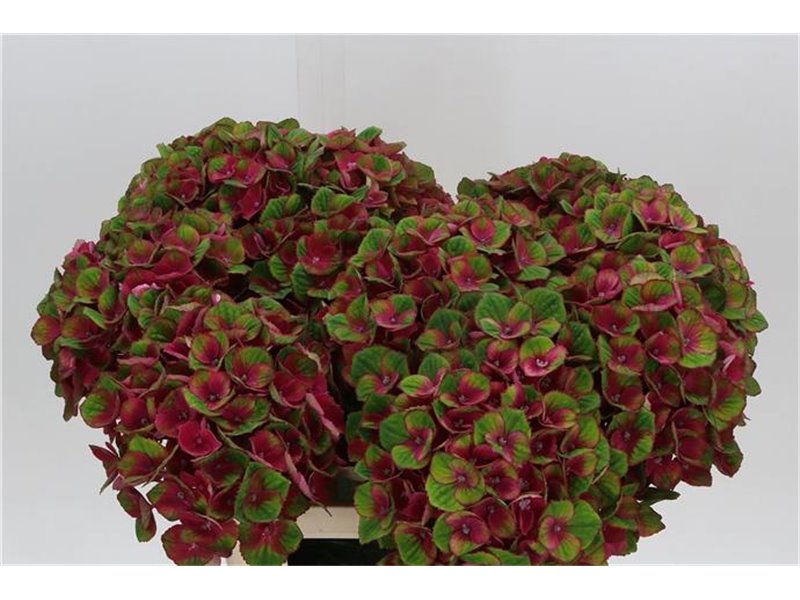 Hortenzija M Mag Charlotte Red c2054