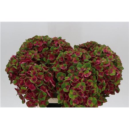 Hortenzija M Mag Charlotte Red c2054