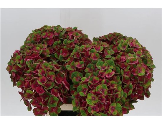 Hortenzija M Mag Charlotte Red c2055