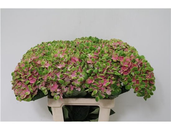 Hortenzija M Mag Charlotte Red c2057