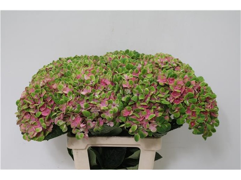 Hortenzija M Mag Charlotte Red c2057