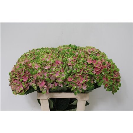 Hortenzija M Mag Charlotte Red c2057
