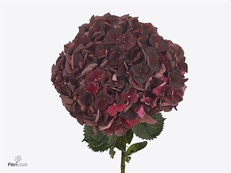 Hortenzija M Mag Coral c2058