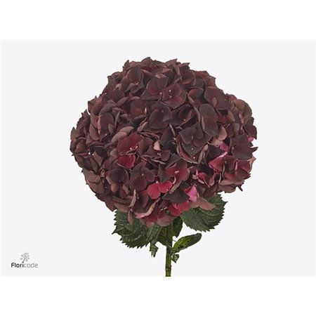 Hortenzija M Mag Coral c2058