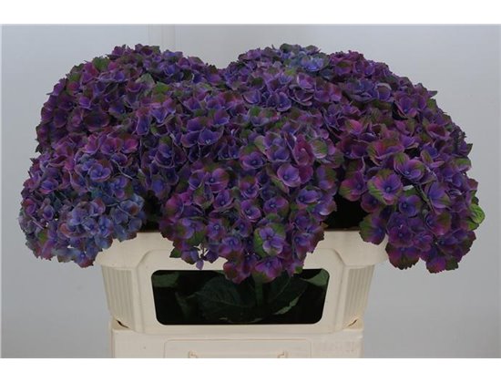 Hortenzija M Mag Mistral c2059