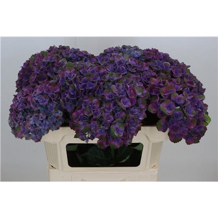 Hortenzija M Mag Mistral c2059