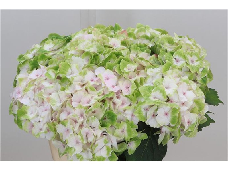 Hortenzija M Mag Noblesse c2060