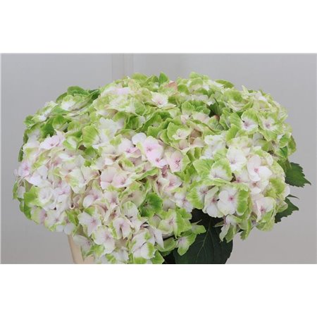 Hortenzija M Mag Noblesse c2060