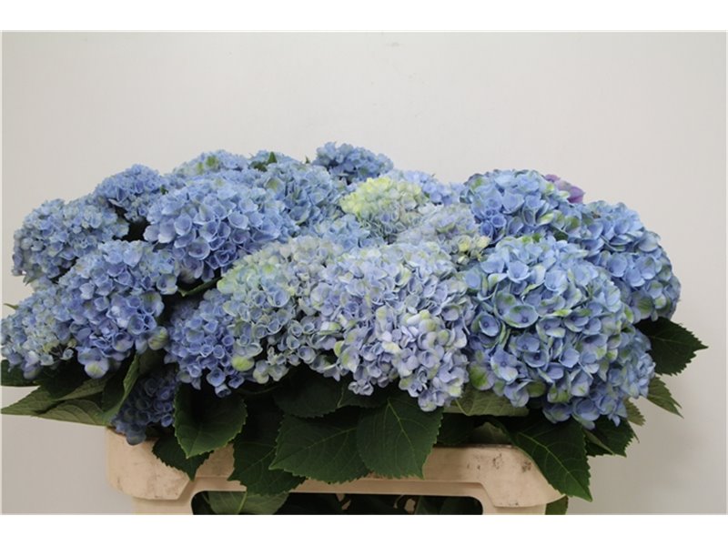 Hortenzija M Mag Revolution Blue Branched c2061