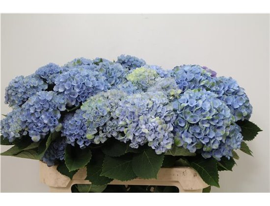 Hortenzija M Mag Revolution Blue Branched c2063