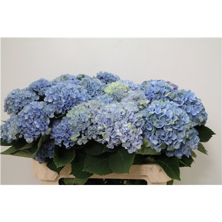 Hortenzija M Mag Revolution Blue Branched c2064