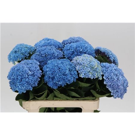 Hortenzija M Mag Revolution Blue Branched c2065