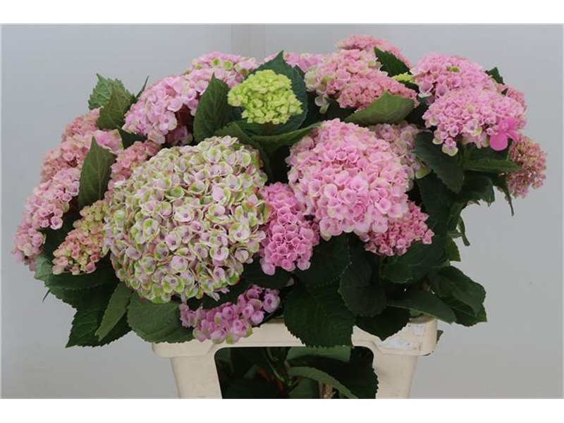 Hortenzija M Mag Revolution Pink Branched c2068