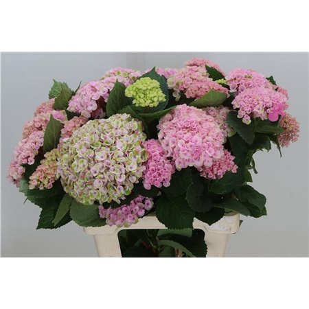 Hortenzija M Mag Revolution Pink Branched c2068