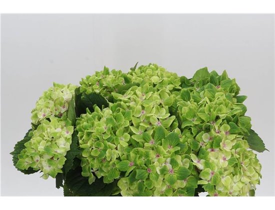 Hortenzija M Mag Summergreen c2070