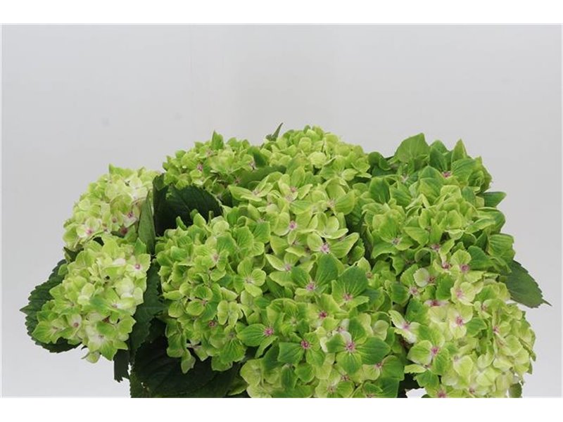 Hortenzija M Mag Summergreen c2070