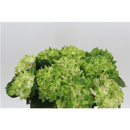 Hortenzija M Mag Summergreen c2070
