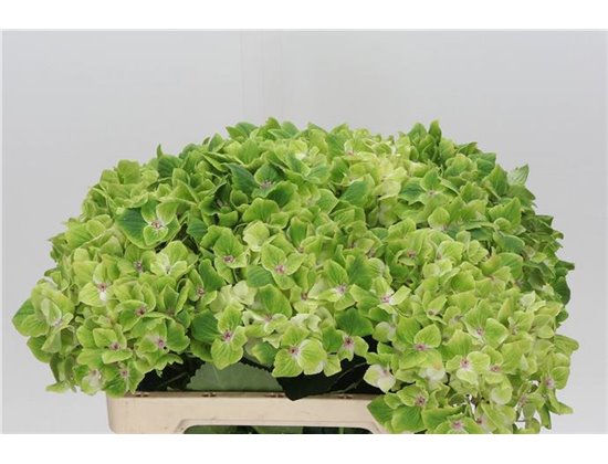 Hortenzija M Mag Summergreen c2071