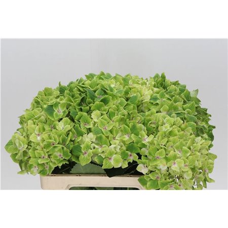 Hortenzija M Mag Summergreen c2071