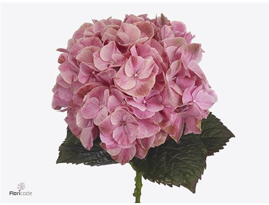 Hortenzija M Mag Sweet Ruby c2072