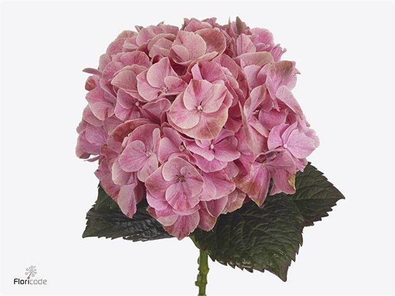 Hortenzija M Mag Sweet Ruby c2072