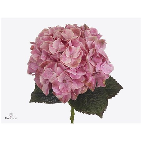 Hortenzija M Mag Sweet Ruby c2072
