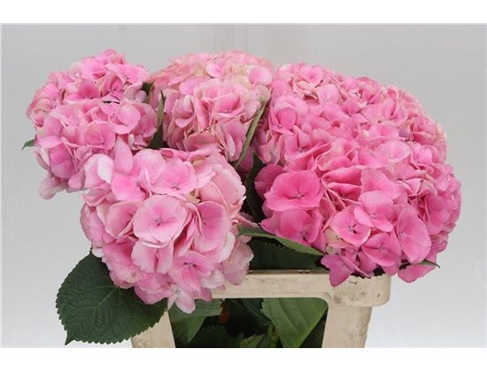 Hortenzija M Royal Love c2083