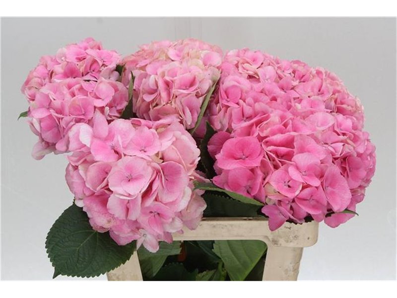 Hortenzija M Royal Love c2083