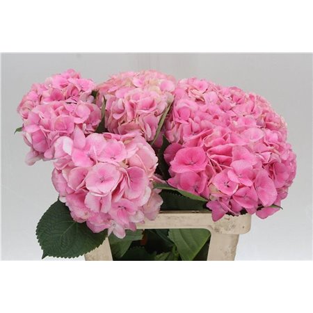 Hortenzija M Royal Love c2083