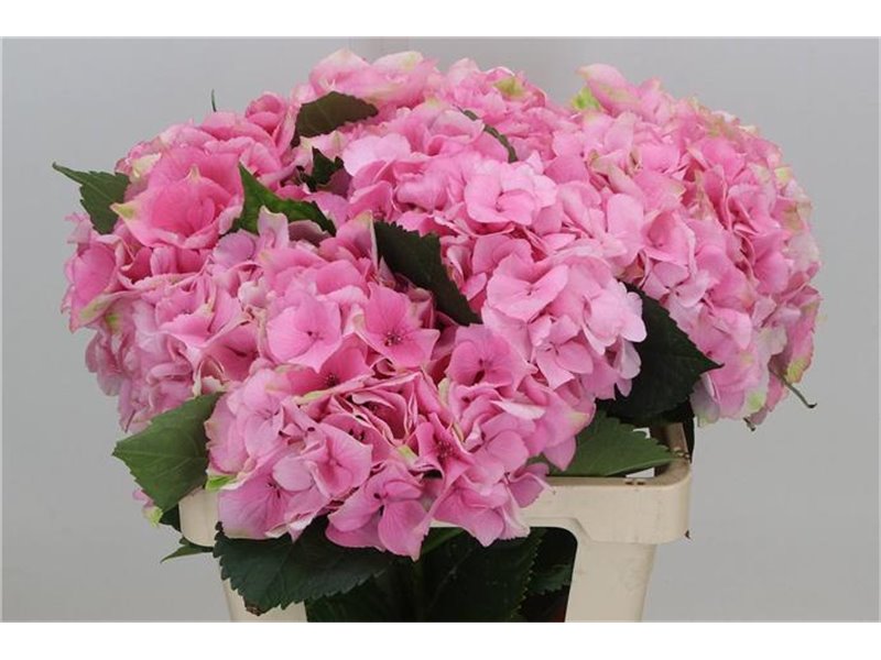 Hortenzija M Royal Love c2084