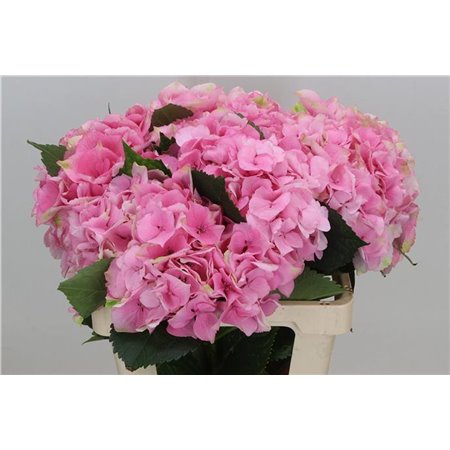 Hortenzija M Royal Love c2084