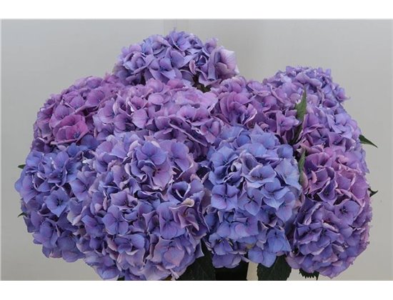 Hortenzija M Royal Love (blauw) c2085