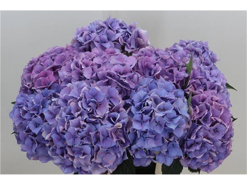 Hortenzija M Royal Love (blauw) c2085