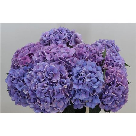 Hortenzija M Royal Love (blauw) c2085