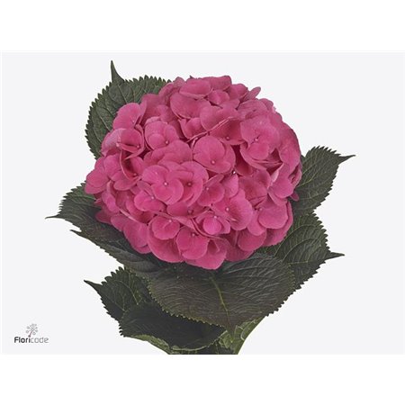 Hortenzija M Royal Opera Cerise c2087