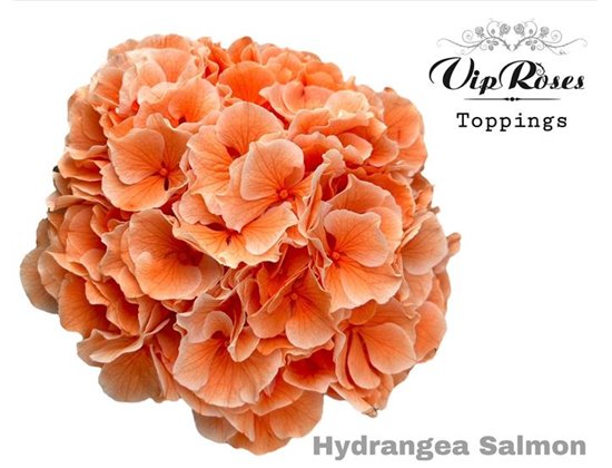 Hortenzija M Salmon L 60 Cm c2091