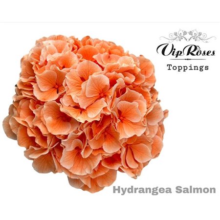 Hortenzija M Salmon L 60 Cm c2091