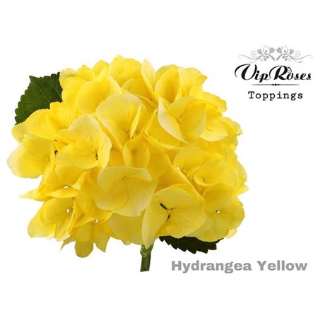 Hortenzija M Sunny Yellow 60 Cm c2099