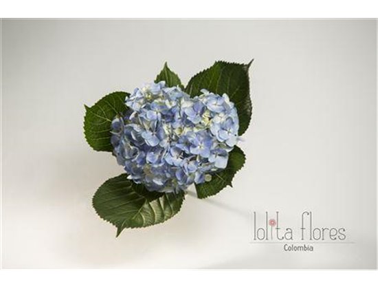 Hortenzija Various Blue Premium c2100