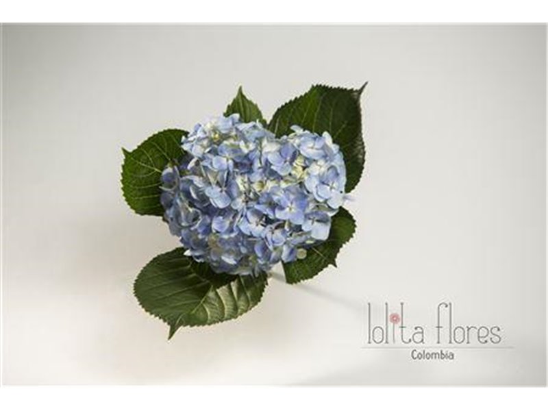 Hortenzija Various Blue Premium c2100