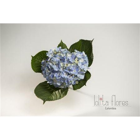 Hortenzija Various Blue Premium c2100